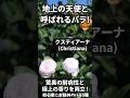 クリスティアーナ 初心者にお勧めのバラ5種 2026年10月5日