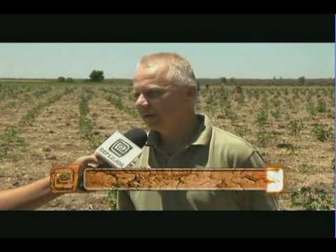 Vídeo: On es cultiva la planta de Jatropha?