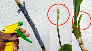 how to get a lot of fertile flowers back from an orchid branche that has just finished flowering