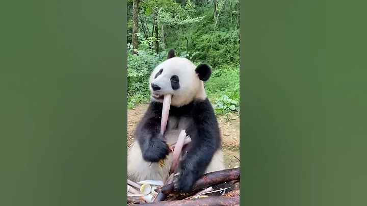 AmazingChina: Panda Eats Bamboo Snack - DayDayNews