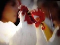 Hilarious Singing Chickens