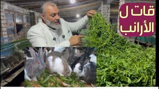 ‏يا شيخ سامر ااكل الأرانب برسيم والا علف والا بطاطا والا جزر وإيه الاحسن البرسيم بيم وت  الأرانب ￼