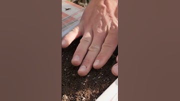 Grow Spring Onions from Seed to Harvest - Container Garden