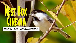 Chickadee Nest Box Inspection: 2023