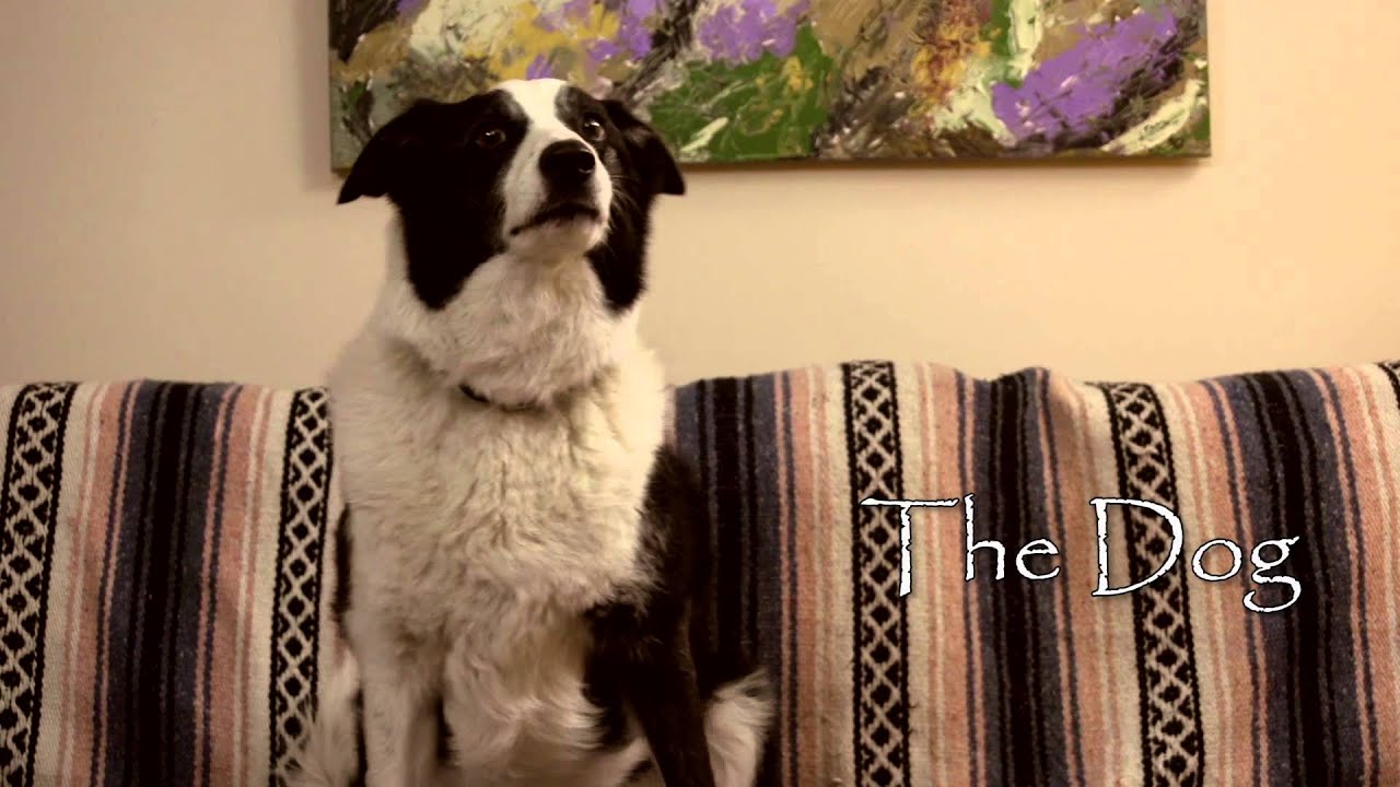 The Dog Trailer YouTube