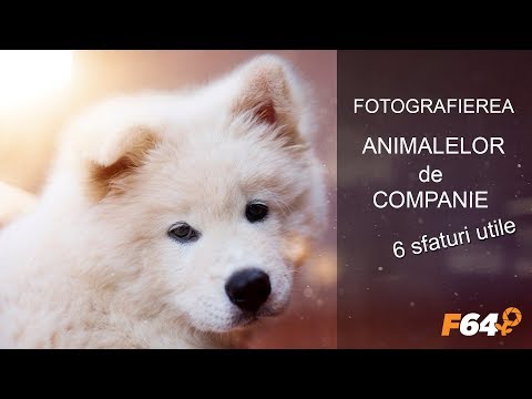 6 sfaturi pentru fotografierea animalelor de companie