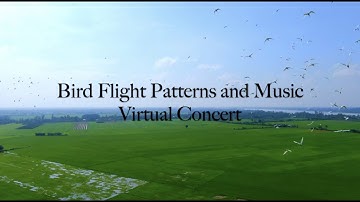 Bird Flight Patterns and Music Concert Preview