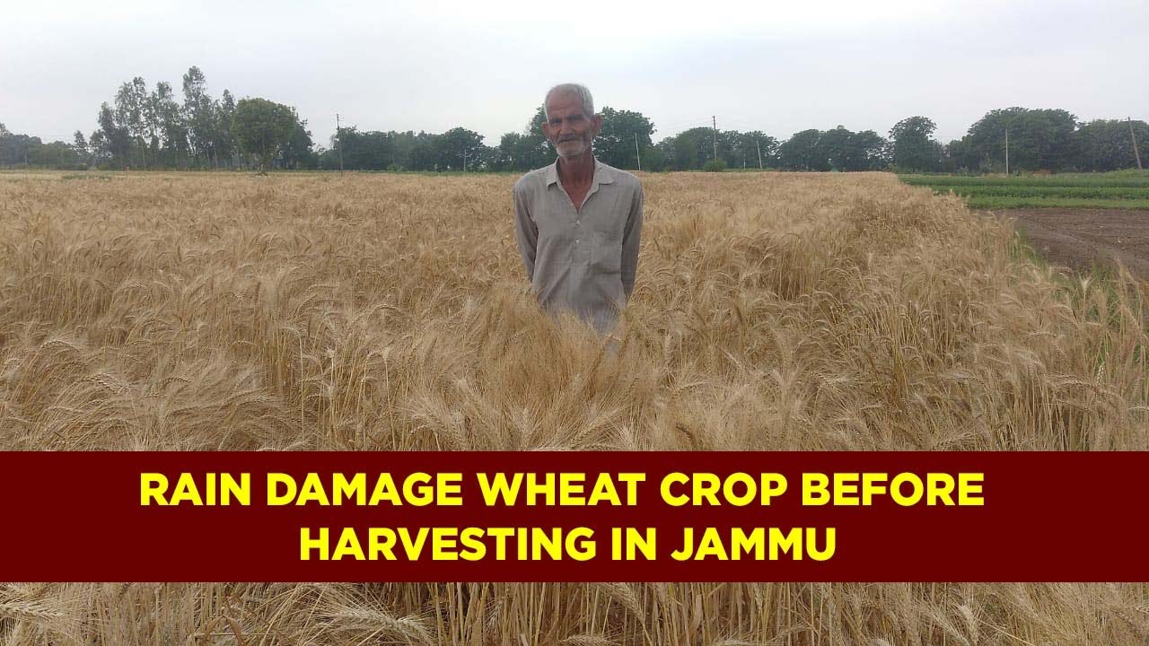 Rain damage wheat crop before harvesting in Jammu - YouTube