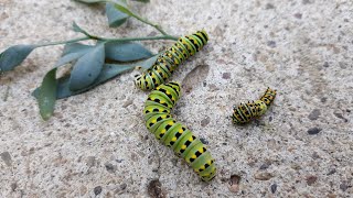 Katy La Oruga 🐛