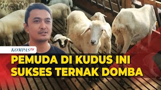 Inspiratif! Pemuda di Kudus Ini Sukses Usaha Ternak Domba