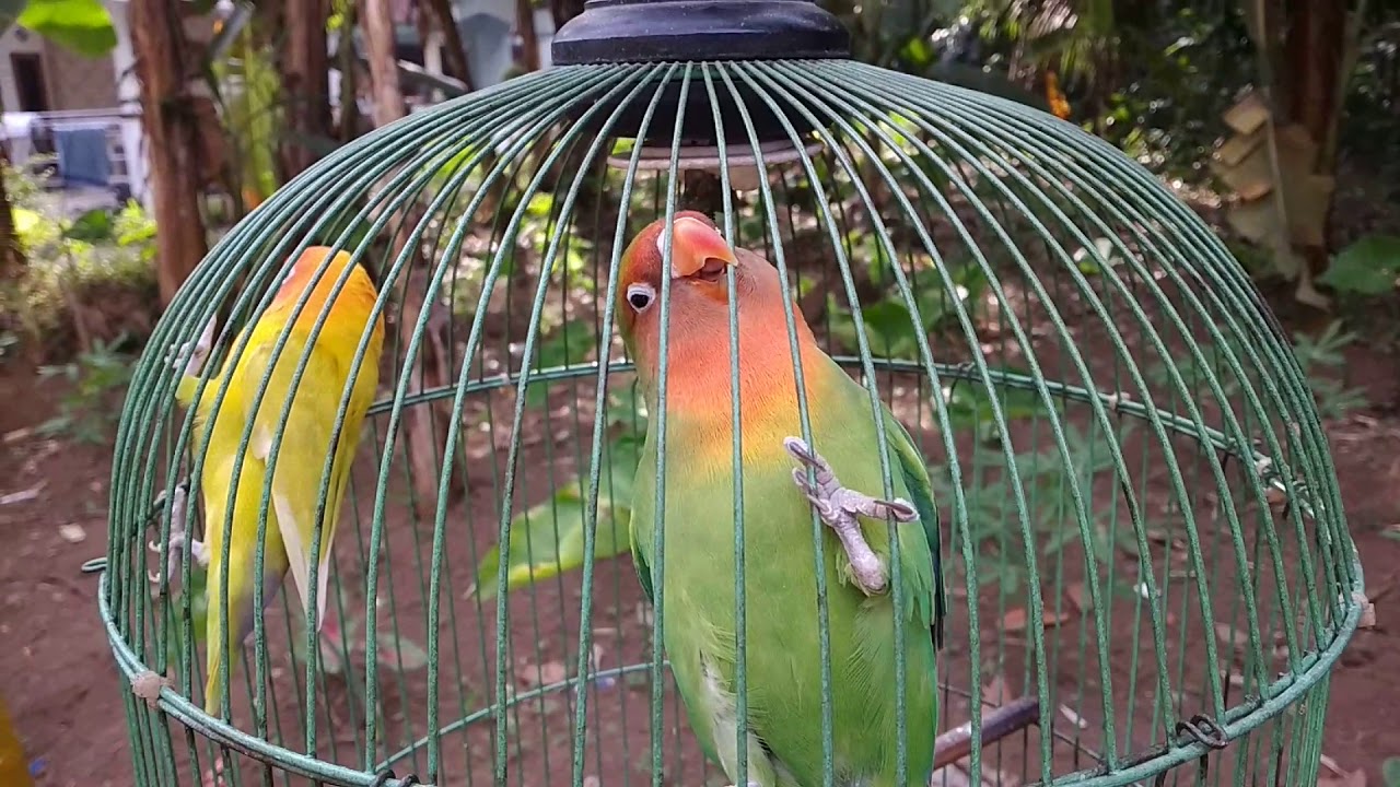 BURUNG LOVE BIRD HIJAU VS KUNING 