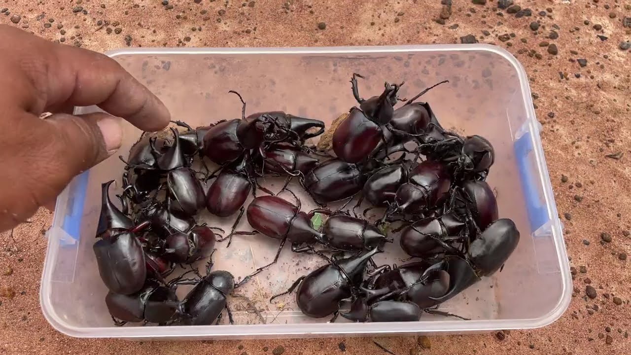 This is a rare rhino beetle in the world 🪲