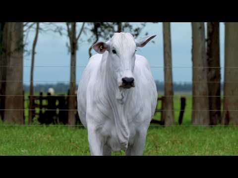 LOTE 29 - CSCF 8445