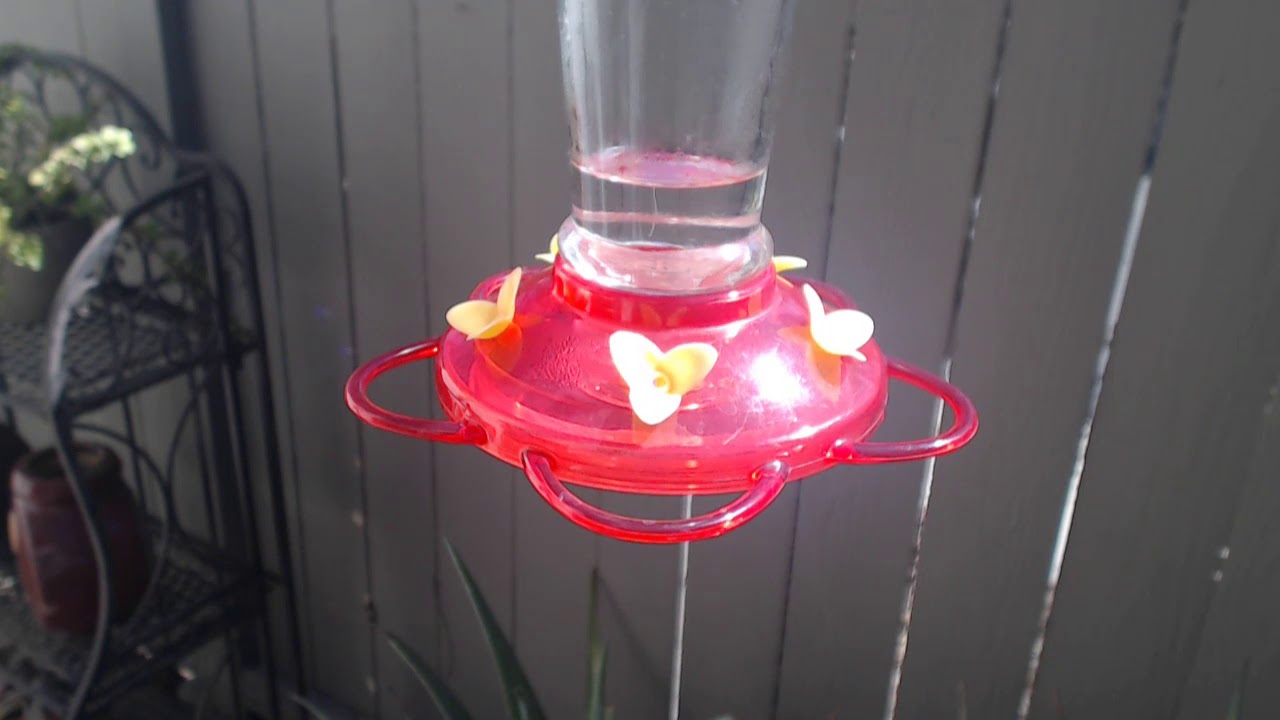 video phone beyonce mp3 Bella Hummingbird Nest Cam 09-17-2018 10:37:15 - 11:37:15
