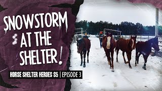 Horse Shelter Heroes S5E3 - Snowstorm at the Shelter!