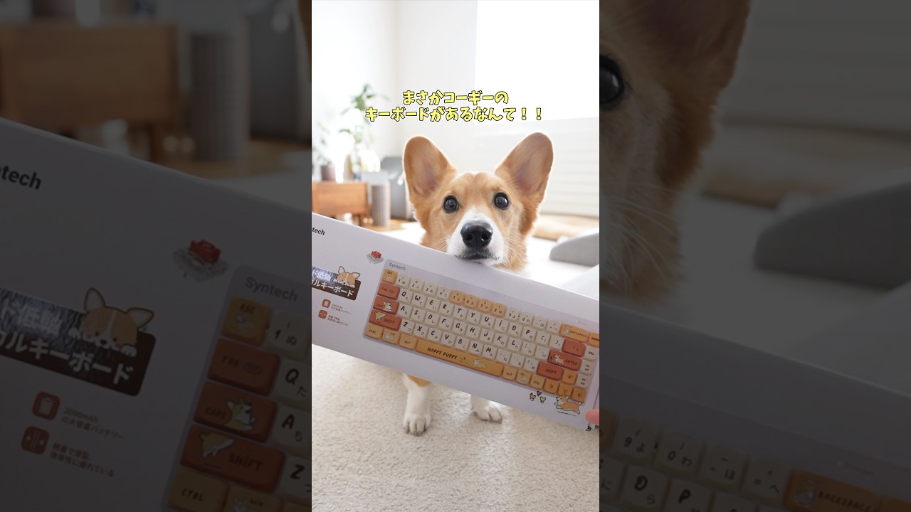 I can't believe there's a Corgi keyboard! - YouTube