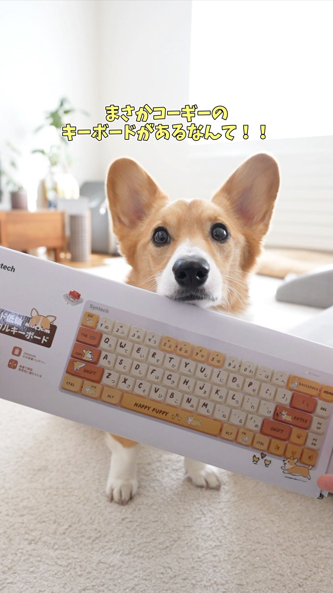 コーギー I can't believe there's a Corgi keyboard! - YouTube