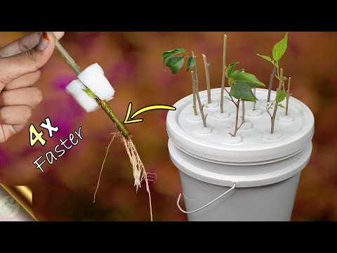 Video: Soilless Potting Mix For Seeds - So stellen Sie erdloses Pflanzmedium her