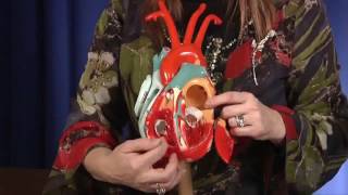 Heart Anatomy