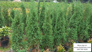 Bán cây tùng cối hay tùng lá kim Nhà vườn Hula Trees