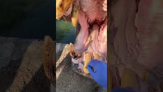 full mouth check #hippo #hippopotamus #big #mouth #trending #ytshorts #viral #beautiful #video