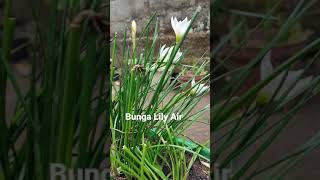 Tanaman bunga lily, biasanya ada putih, pink, dan kuning #flowers