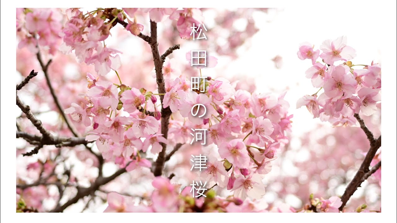 【神奈川の公園】松田町　桜まつり　2026年2月14日　満開の河津桜　NikonZfc動画