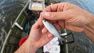 Dropping down live finger mullet to see what bites!