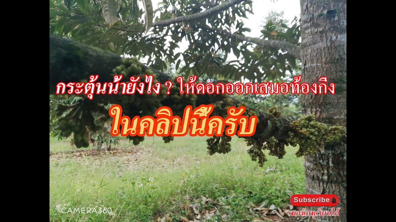 📍กระตุ้นน้ำยังไง? ดอกออกเสมอทองกิ่ง➡️ คลิปนี้✔️