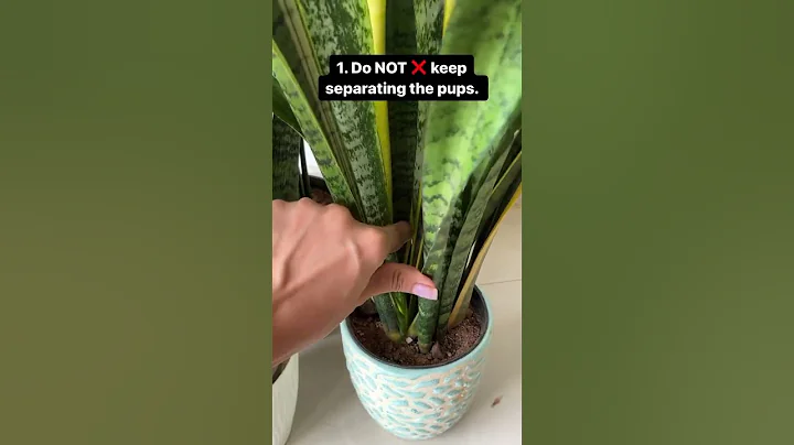 How to get a full and large snake plant? #snakeplant #plants #garden #succulent #houseplants #viral