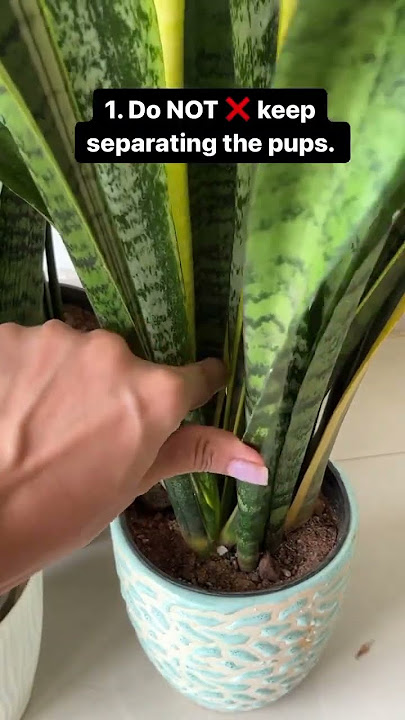 How to get a full and large snake plant? #snakeplant #plants #garden #succulent #houseplants #viral