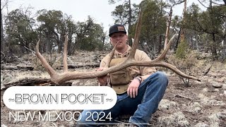 BIG BROWN BULLS | NEW MEXICO SHED HUNTING 2024 |