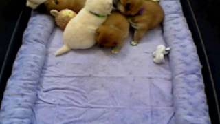 Feb 5 2010 trimmed to 1 min 40 secs.wmv