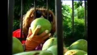 Clipe Pablo Peter Pé de cueco.wmv