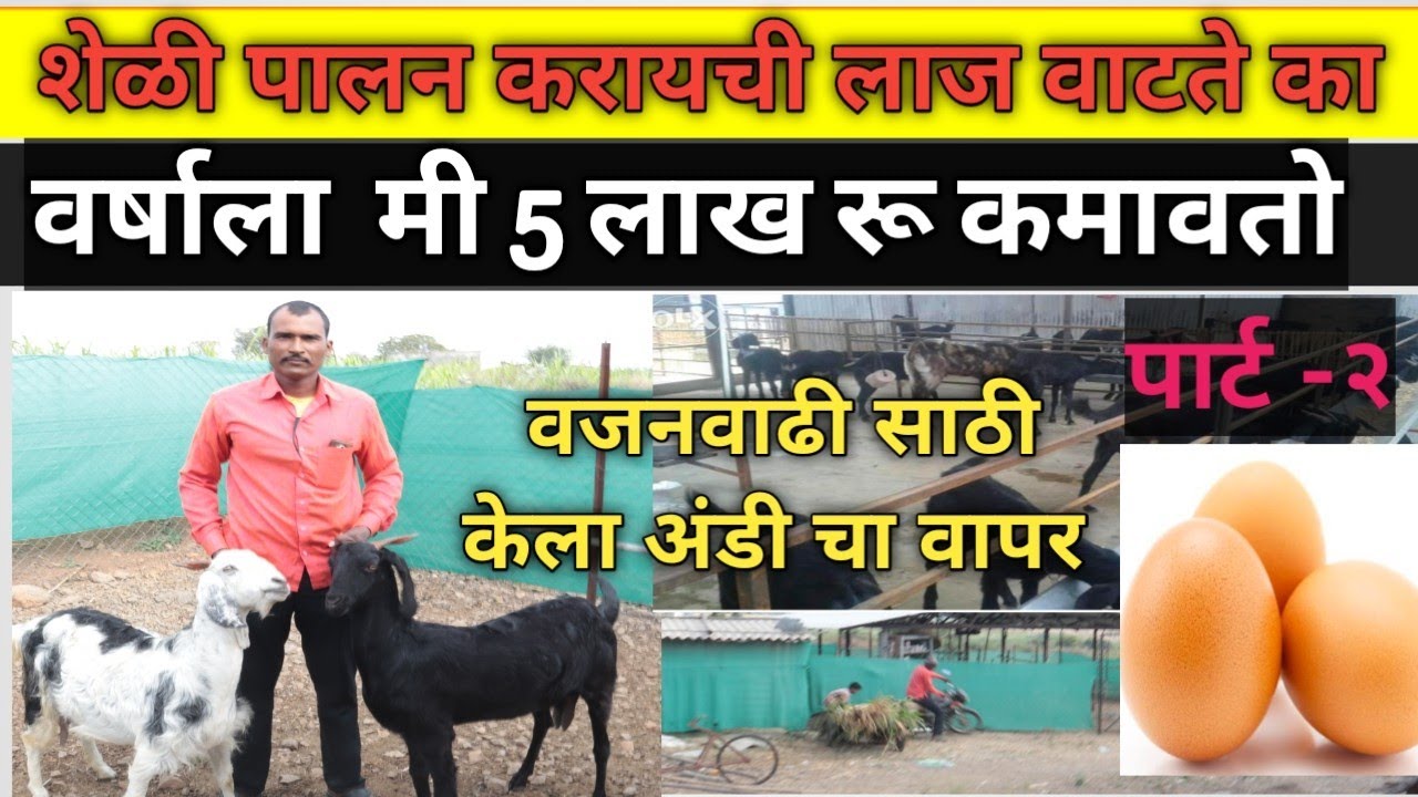 युवकांना शेळी पालन करायची लाज वाटते ! हां व्हिडिओ एकदा पहा संपूर्ण माहिती |sheli paln part 2