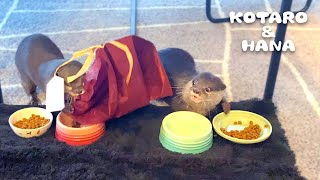 巣作りが荒っぽいカワウソハナに迷惑するコタロー　Otter Hana Running Around with Gift Bag