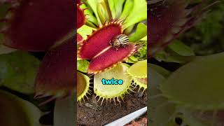 Why Spiders Don’t Get Eaten by Venus Flytraps #funfacts #funknowledge #sciencepassion