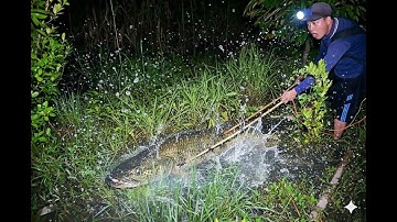 Chích cá đêm xiệt trúng ổ cá khủng chạy sáng nước Đồng tháp mười những này nước rút sau lũ