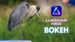 Luminar Neo Background Blur Hack For Animals and Objects screenshot 3