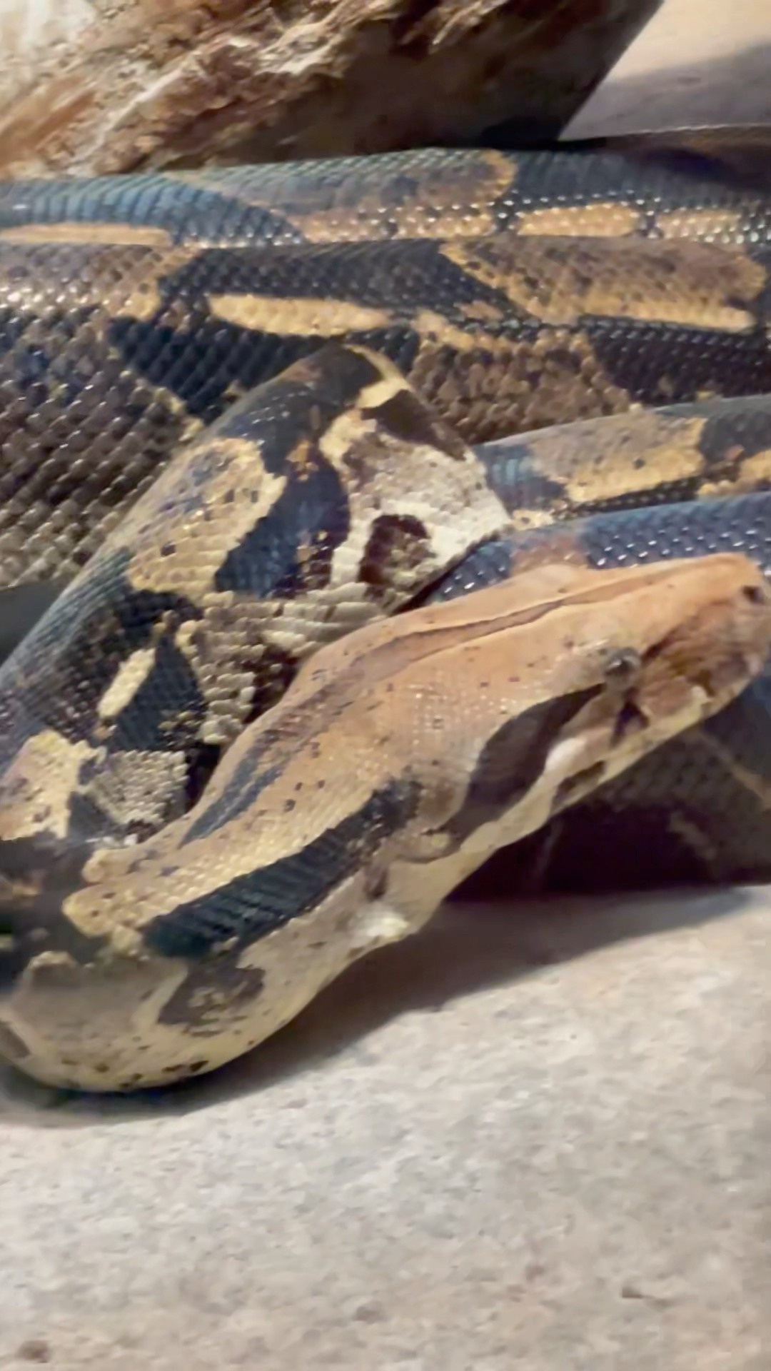 Astonishing Big Snake