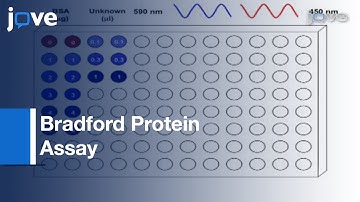 Bradford Protein Assay