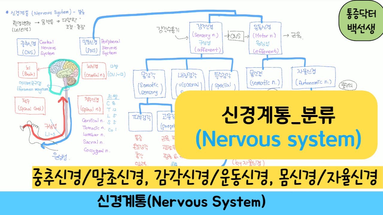 신경계통(Nervous system)_분류 : 중추신경/말초신경, 감각신경/운동신경, 몸신경/자율신경(교감/부교감)