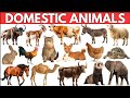 25 Domestic Animals Name English Hindi | Paltu Jaanwaron Ke Naam | Cow Dog Cat Horse | Farm Animals
