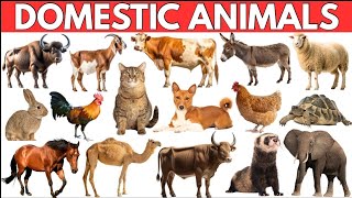 25 Domestic Animals Name English Hindi | Paltu Jaanwaron Ke Naam | Cow Dog Cat Horse | Farm Animals