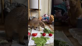 Prairie Dogs daily morning routine