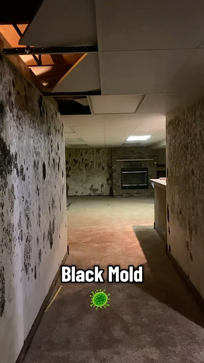 Black mold 🦠