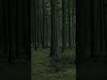 Dark Forest Walk – Tense Woodland Ambience
