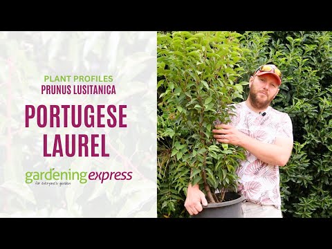 Video: Portugisiske laurbær i haven – Planter en portugisisk laurbærhæk