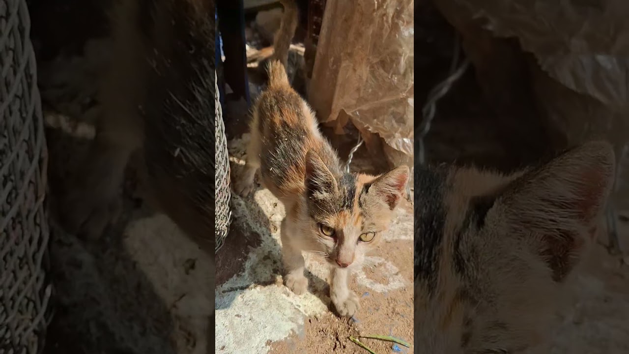 न्यू सांग कोको कोको neha kakar 