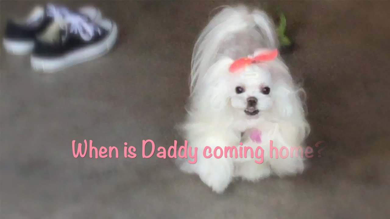 MUSIC & MALTESE: Daddy gets a Sweet Maltese Greeting  ~~ BENEDICTUS Cello Cover 트위티